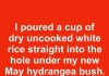 I poured a cup of dry uncooked white rice straight into the hole under my new May hydrangea bush. 21 days later, this is what happened