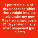 I poured a cup of dry uncooked white rice straight into the hole under my new May hydrangea bush. 21 days later, this is what happened
