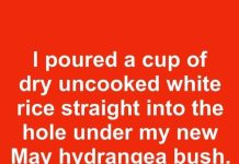 I poured a cup of dry uncooked white rice straight into the hole under my new May hydrangea bush. 21 days later, this is what happened