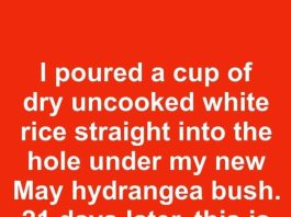 I poured a cup of dry uncooked white rice straight into the hole under my new May hydrangea bush. 21 days later, this is what happened