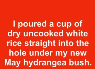 I poured a cup of dry uncooked white rice straight into the hole under my new May hydrangea bush. 21 days later, this is what happened