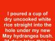 I poured a cup of dry uncooked white rice straight into the hole under my new May hydrangea bush. 21 days later, this is what happened