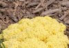 Woke Up to This Gross Yellow Pile of Goo on My Mulch Bed. It Looks Like Scrambled Eggs or Maybe Vomit. It Appeared Overnight! What Is Going On?