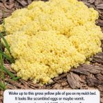 Woke Up to This Gross Yellow Pile of Goo on My Mulch Bed. It Looks Like Scrambled Eggs or Maybe Vomit. It Appeared Overnight! What Is Going On?