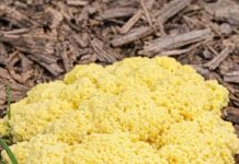 Woke Up to This Gross Yellow Pile of Goo on My Mulch Bed. It Looks Like Scrambled Eggs or Maybe Vomit. It Appeared Overnight! What Is Going On?