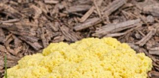 Woke Up to This Gross Yellow Pile of Goo on My Mulch Bed. It Looks Like Scrambled Eggs or Maybe Vomit. It Appeared Overnight! What Is Going On?
