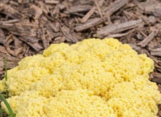 Woke Up to This Gross Yellow Pile of Goo on My Mulch Bed. It Looks Like Scrambled Eggs or Maybe Vomit. It Appeared Overnight! What Is Going On?