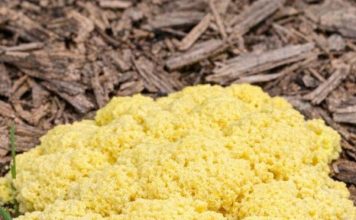 Woke Up to This Gross Yellow Pile of Goo on My Mulch Bed. It Looks Like Scrambled Eggs or Maybe Vomit. It Appeared Overnight! What Is Going On?