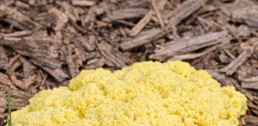 Woke Up to This Gross Yellow Pile of Goo on My Mulch Bed. It Looks Like Scrambled Eggs or Maybe Vomit. It Appeared Overnight! What Is Going On?
