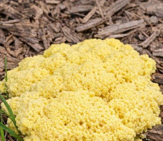 Woke Up to This Gross Yellow Pile of Goo on My Mulch Bed. It Looks Like Scrambled Eggs or Maybe Vomit. It Appeared Overnight! What Is Going On?