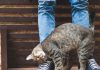 When a Cat Rubs Against You, This Is What It Means