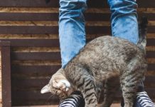When a Cat Rubs Against You, This Is What It Means