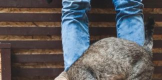 When a Cat Rubs Against You, This Is What It Means
