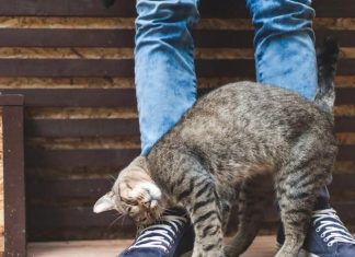 When a Cat Rubs Against You, This Is What It Means