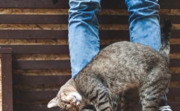 When a Cat Rubs Against You, This Is What It Means
