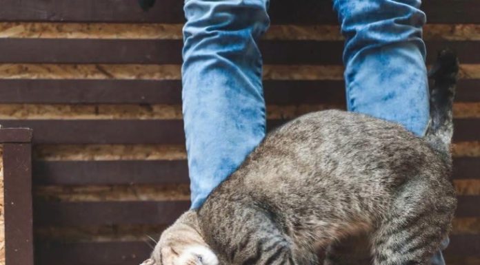 When a Cat Rubs Against You, This Is What It Means
