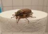 What Is This Bug? (And What to Do When You See One)
