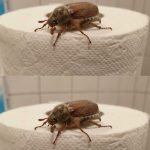 What Is This Bug? (And What to Do When You See One)