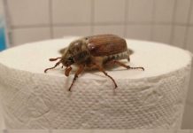 What Is This Bug? (And What to Do When You See One)
