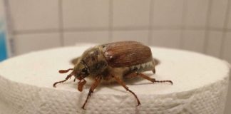 What Is This Bug? (And What to Do When You See One)
