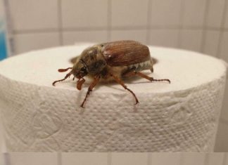 What Is This Bug? (And What to Do When You See One)