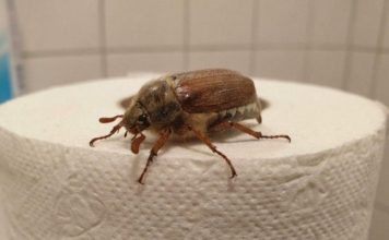 What Is This Bug? (And What to Do When You See One)