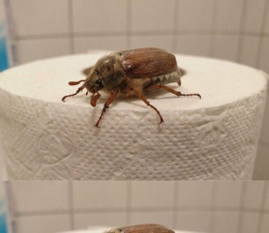 What Is This Bug? (And What to Do When You See One)