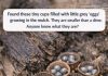 Found these tiny cups filled with little grey ‘eggs’ growing in the mulch. They are smaller than a dime. Anyone know what they are?