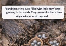 Found these tiny cups filled with little grey ‘eggs’ growing in the mulch. They are smaller than a dime. Anyone know what they are?