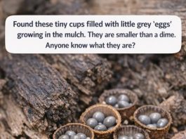 Found these tiny cups filled with little grey ‘eggs’ growing in the mulch. They are smaller than a dime. Anyone know what they are?