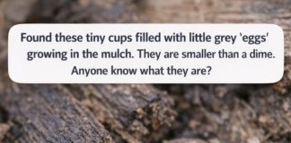 Found these tiny cups filled with little grey ‘eggs’ growing in the mulch. They are smaller than a dime. Anyone know what they are?