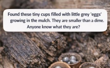 Found these tiny cups filled with little grey ‘eggs’ growing in the mulch. They are smaller than a dime. Anyone know what they are?