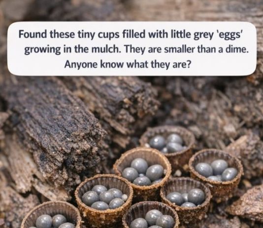 Found these tiny cups filled with little grey ‘eggs’ growing in the mulch. They are smaller than a dime. Anyone know what they are?