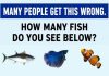How Many Fish Do You See Below?