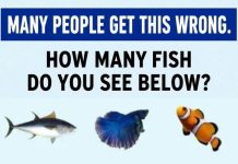 How Many Fish Do You See Below?