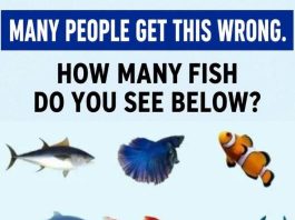 How Many Fish Do You See Below?