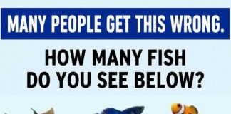 How Many Fish Do You See Below?