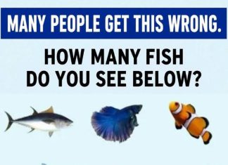 How Many Fish Do You See Below?