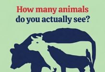How Many Animals Do You Actually See? The Optical Illusion That Challenges Your Eyes