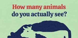 How Many Animals Do You Actually See? The Optical Illusion That Challenges Your Eyes