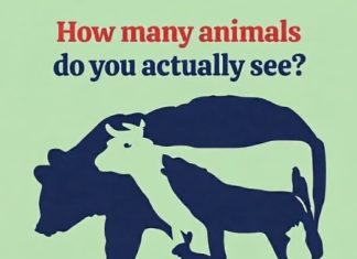 How Many Animals Do You Actually See? The Optical Illusion That Challenges Your Eyes