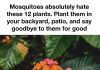 Mosquitoes Absolutely Hate These 12 Plants. Plant Them in Your Backyard or Patio and Make Outdoor Time More Enjoyable