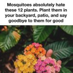 Mosquitoes Absolutely Hate These 12 Plants. Plant Them in Your Backyard or Patio and Make Outdoor Time More Enjoyable