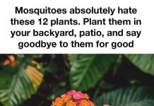Mosquitoes Absolutely Hate These 12 Plants. Plant Them in Your Backyard or Patio and Make Outdoor Time More Enjoyable