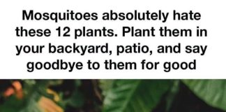 Mosquitoes Absolutely Hate These 12 Plants. Plant Them in Your Backyard or Patio and Make Outdoor Time More Enjoyable