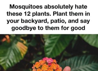 Mosquitoes Absolutely Hate These 12 Plants. Plant Them in Your Backyard or Patio and Make Outdoor Time More Enjoyable
