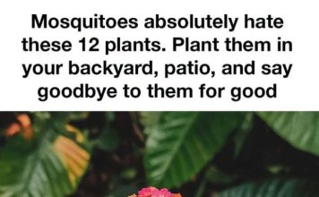Mosquitoes Absolutely Hate These 12 Plants. Plant Them in Your Backyard or Patio and Make Outdoor Time More Enjoyable