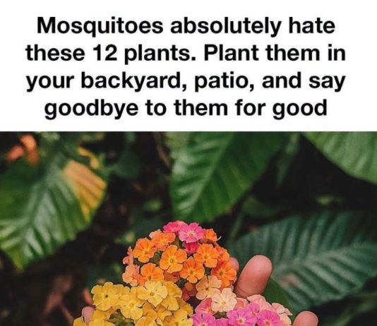 Mosquitoes Absolutely Hate These 12 Plants. Plant Them in Your Backyard or Patio and Make Outdoor Time More Enjoyable