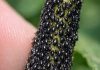 I checked my new spring growth and the stems are coated in these tiny, shiny black specks. They are packed so tight it looks like a living crust. Is My Garden Doomed?