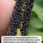 I checked my new spring growth and the stems are coated in these tiny, shiny black specks. They are packed so tight it looks like a living crust. Is My Garden Doomed?